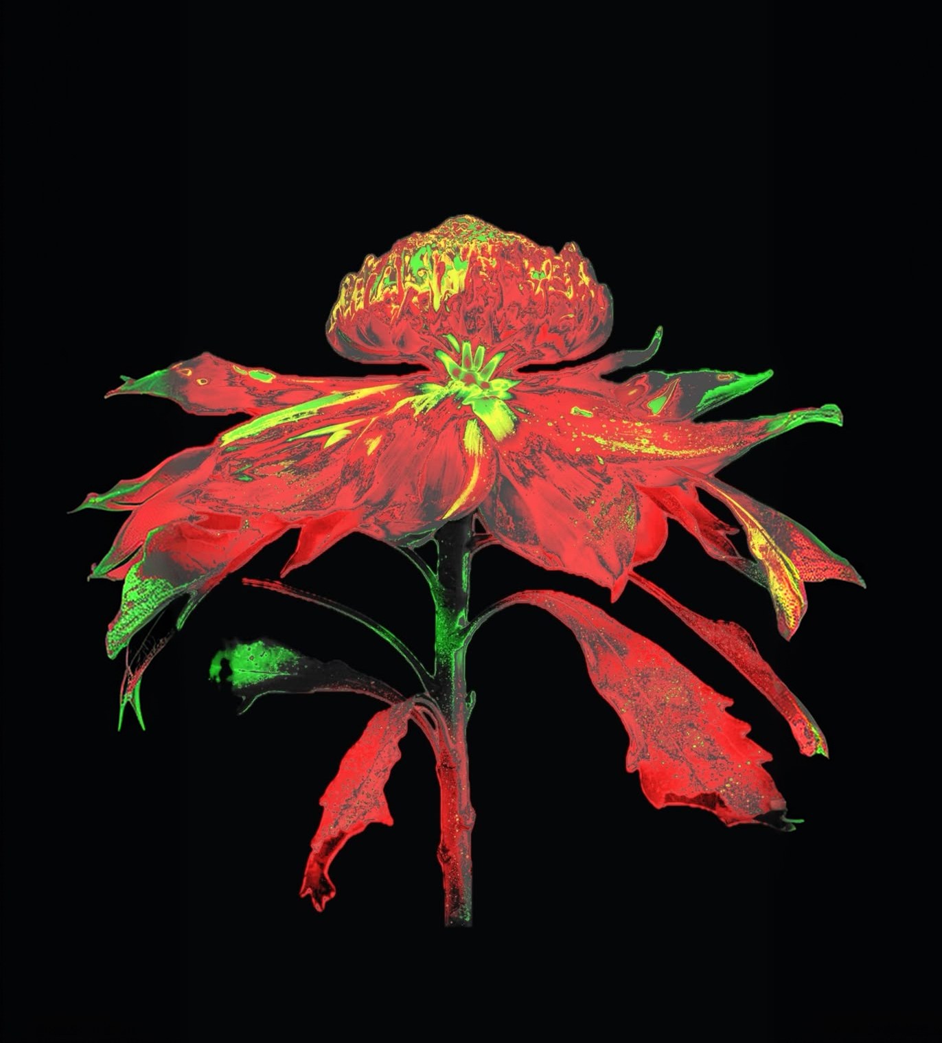 A red and green flower on black